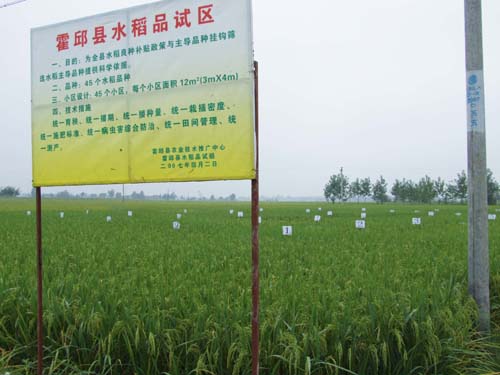 眾興集鎮馬城墩村栽植的水稻