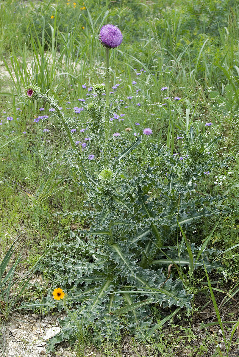 等苞薊