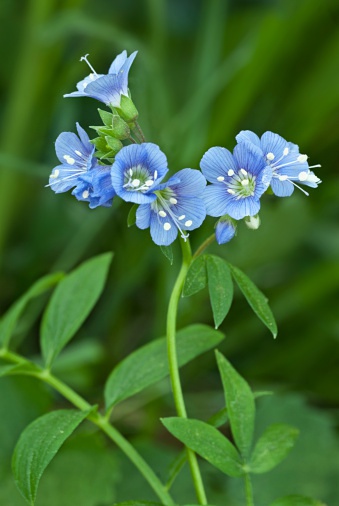 中華花荵