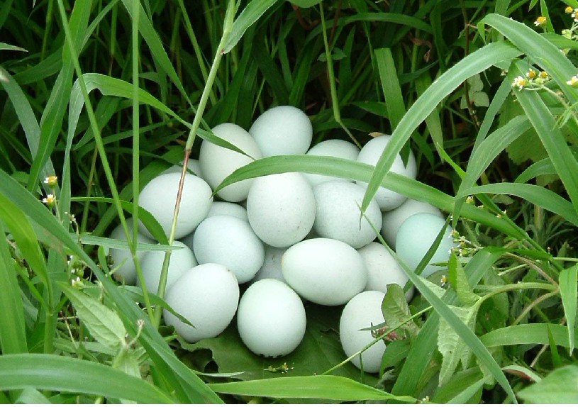 印江綠殼雞蛋