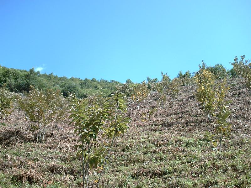 芒關自然村