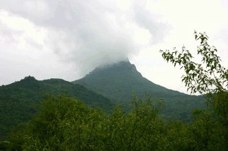 東北林業大學林學院