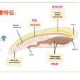 脊索動物門(Chordata)