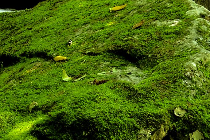 密鱗苔屬