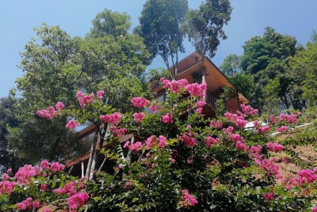 黎川縣鑫成茶花園景區森林康養基地