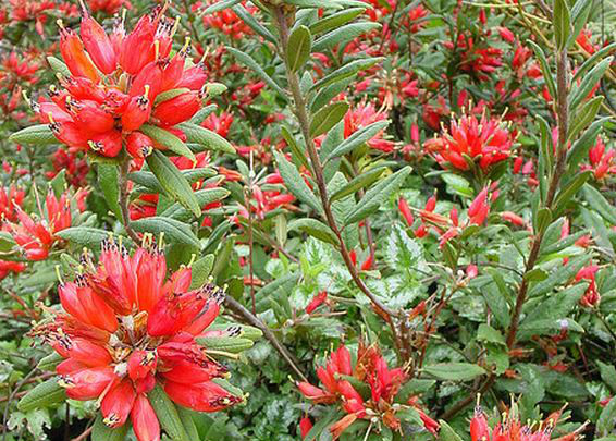 爆杖花(少毛爆杖花（變種）)