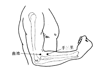 手三里解剖定位