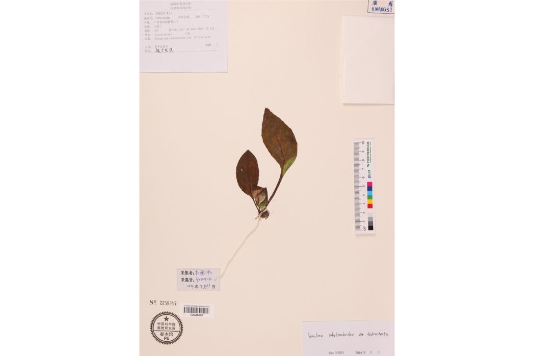 菱葉報春苣苔