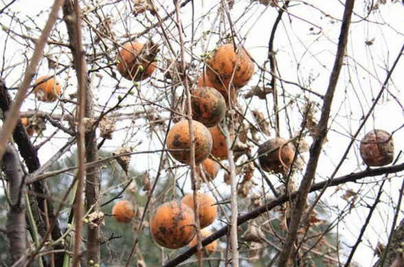 栝露子果實