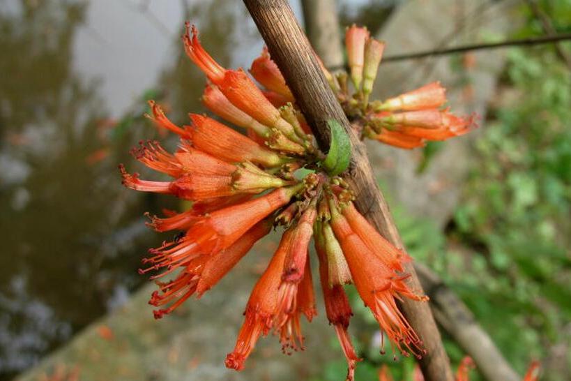 蝦子花屬