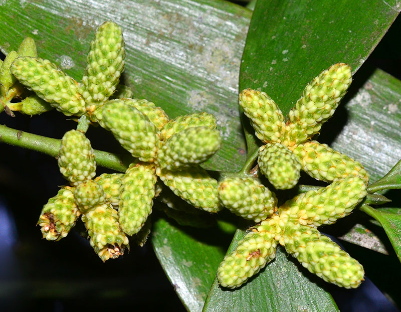 中國科學院西雙版納熱帶植物園