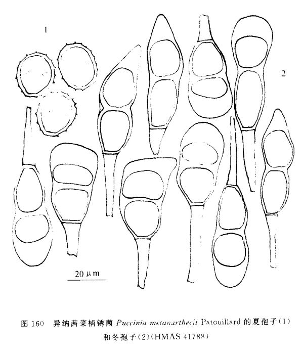 異納茜菜柄鏽菌