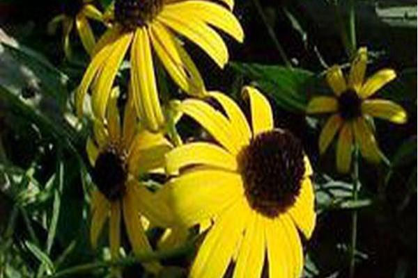 Rudbeckia \x27Summerblaze\x27