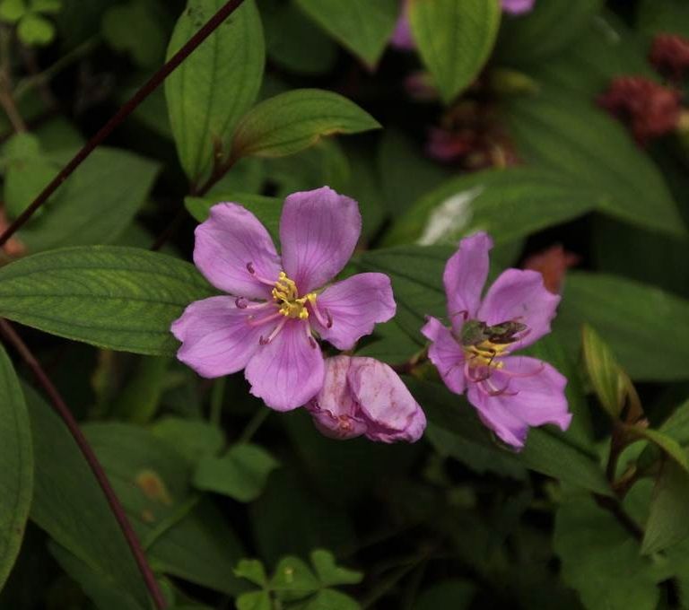 細葉野牡丹(野牡丹科野牡丹屬植物)