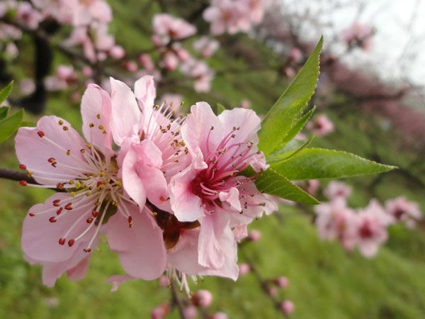 虎峰山桃花節