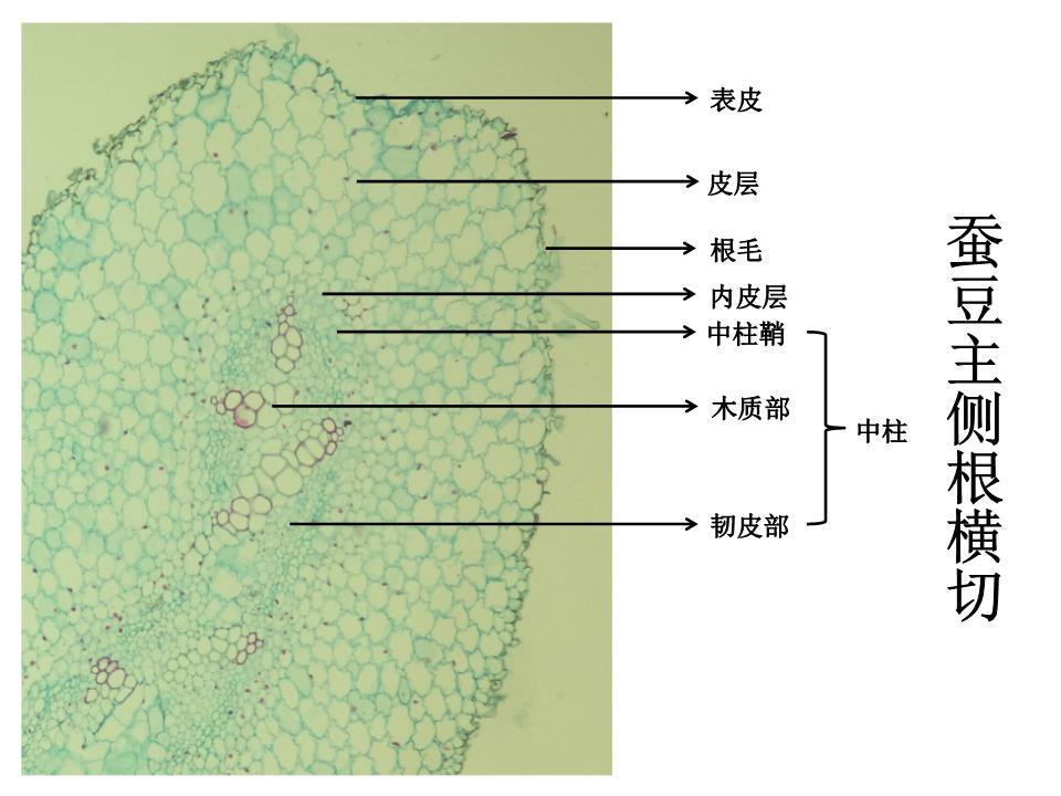 韌皮層