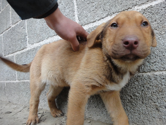 湘西山地犬