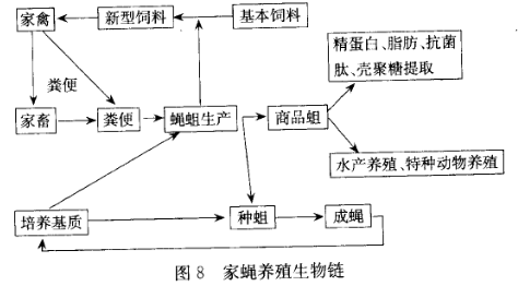 蠅蛆的生產工藝流程