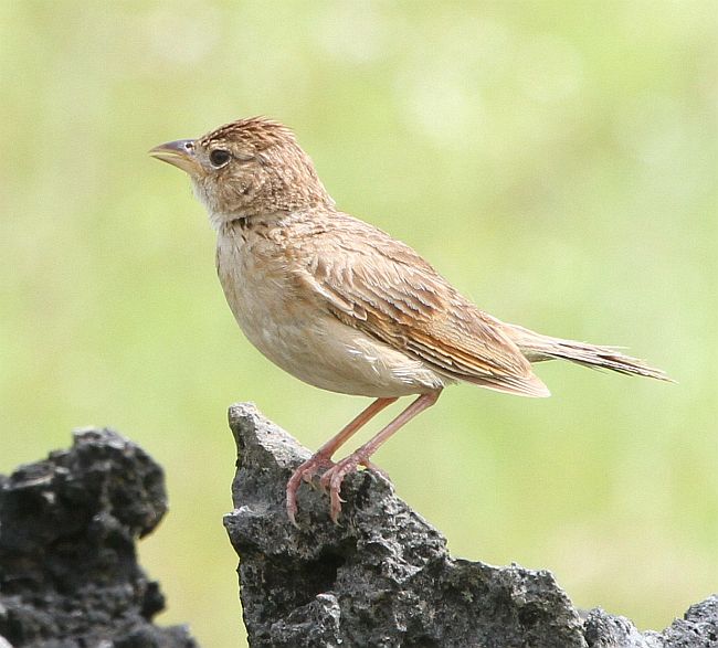 歌百靈東帝汶亞種