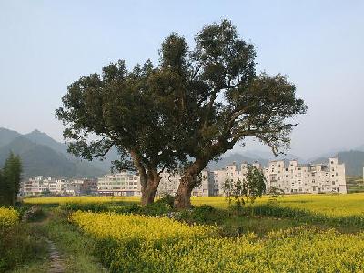 鄉村面貌