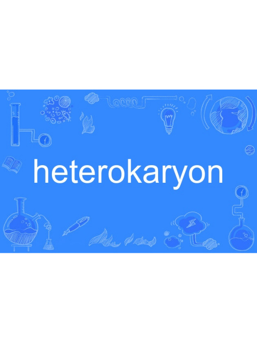 heterokaryon