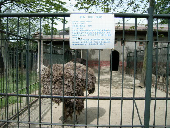 金鷺鴕鳥遊樂園