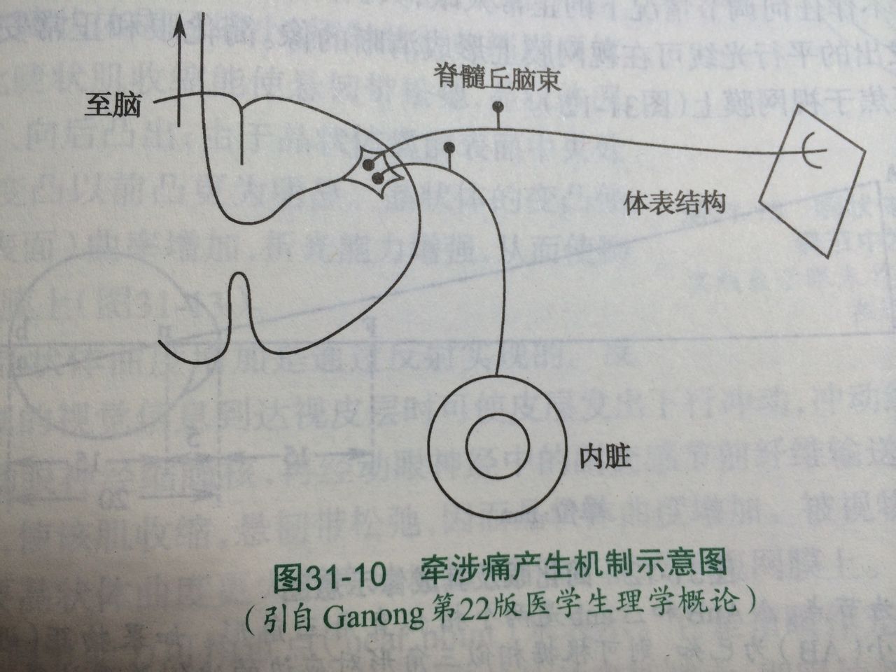 皮節法則