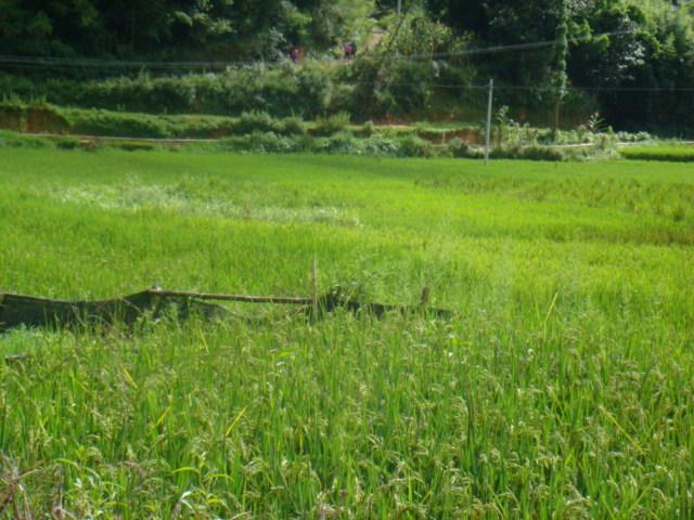 膩科街自然村村