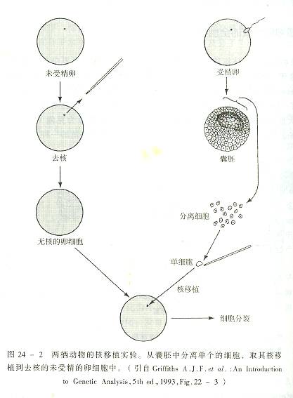 細胞脫核技術