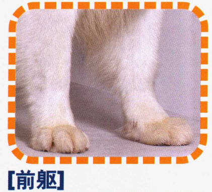 薩摩耶犬(薩摩犬)