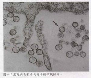 漢他病毒資料圖片