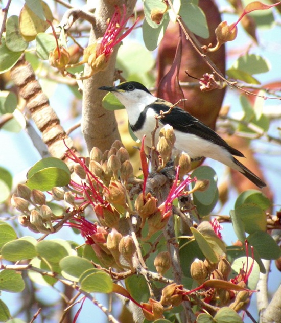 帶胸黑吸蜜鳥