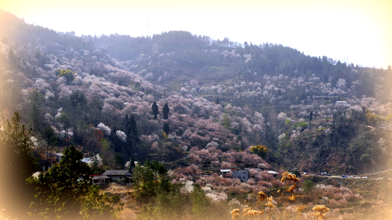 梅子園村