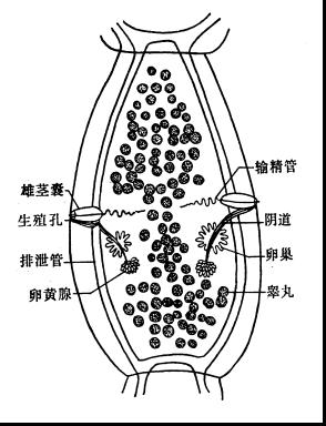 雙殼絛蟲病