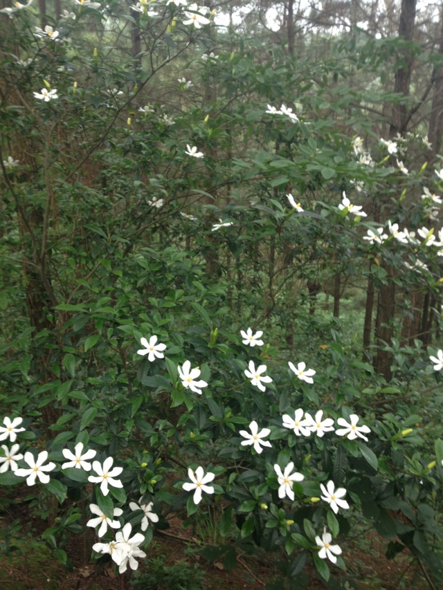 桅子花炒鹹菜