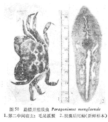 勐臘並殖吸蟲