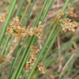 定結燈芯草(定結燈心草（變種）)