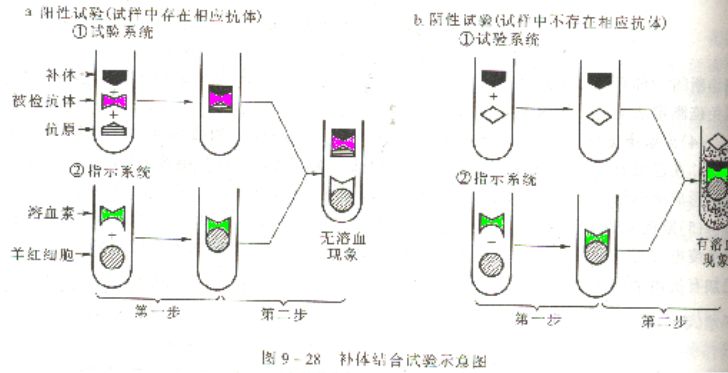 補體結合試驗(補體結合實驗)