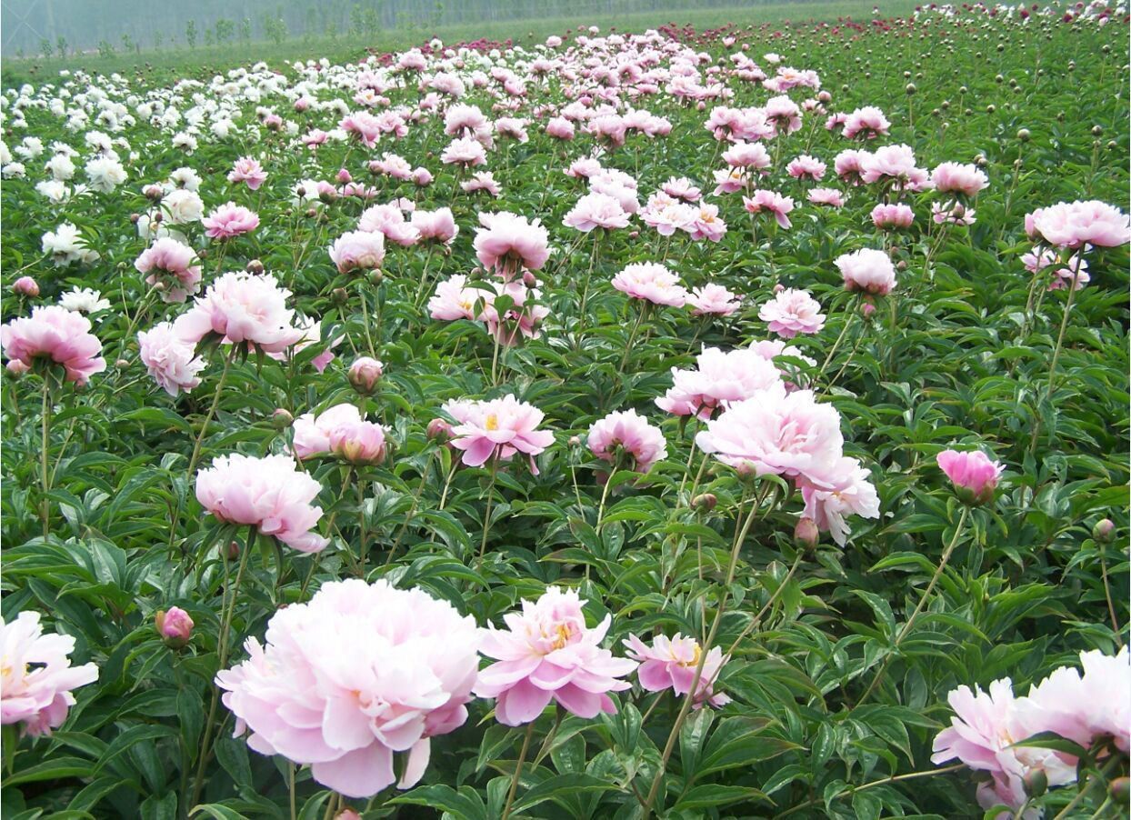 蘭州中川芍藥園