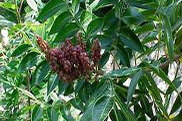 Rhus copallinum