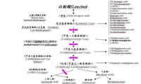 三甲基巴豆醯輔酶A梭化酵素缺乏症