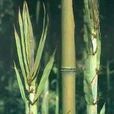毛環短穗竹