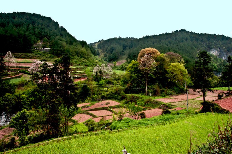 香樹自然村(扎西鎮墨黑村民委員會下轄自然村)