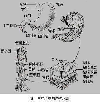 復胃