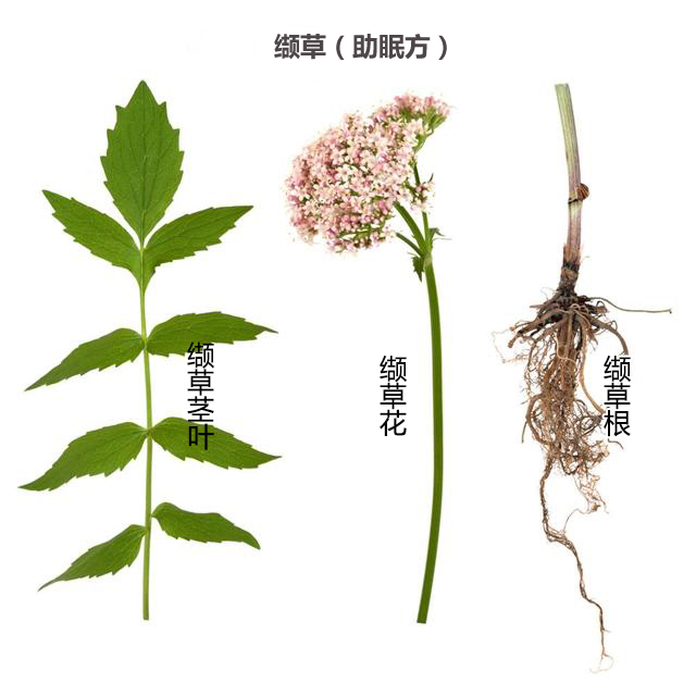 纈草膠囊實物圖