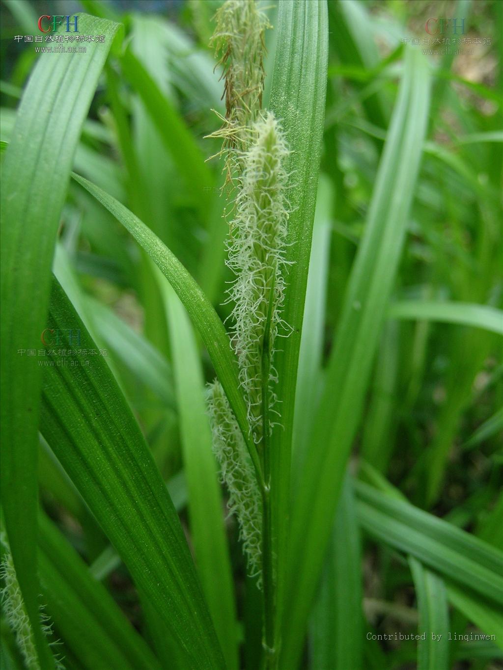 鴨綠薹草