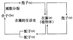 合子減數分裂