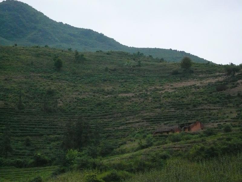 孫家田自然村種植茶葉