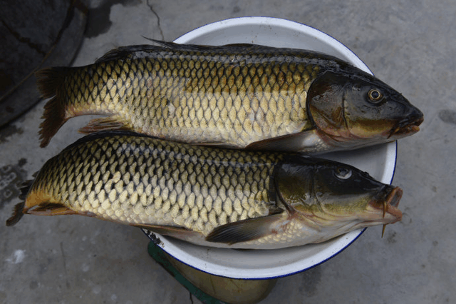 鄂爾多斯黃河鯉魚