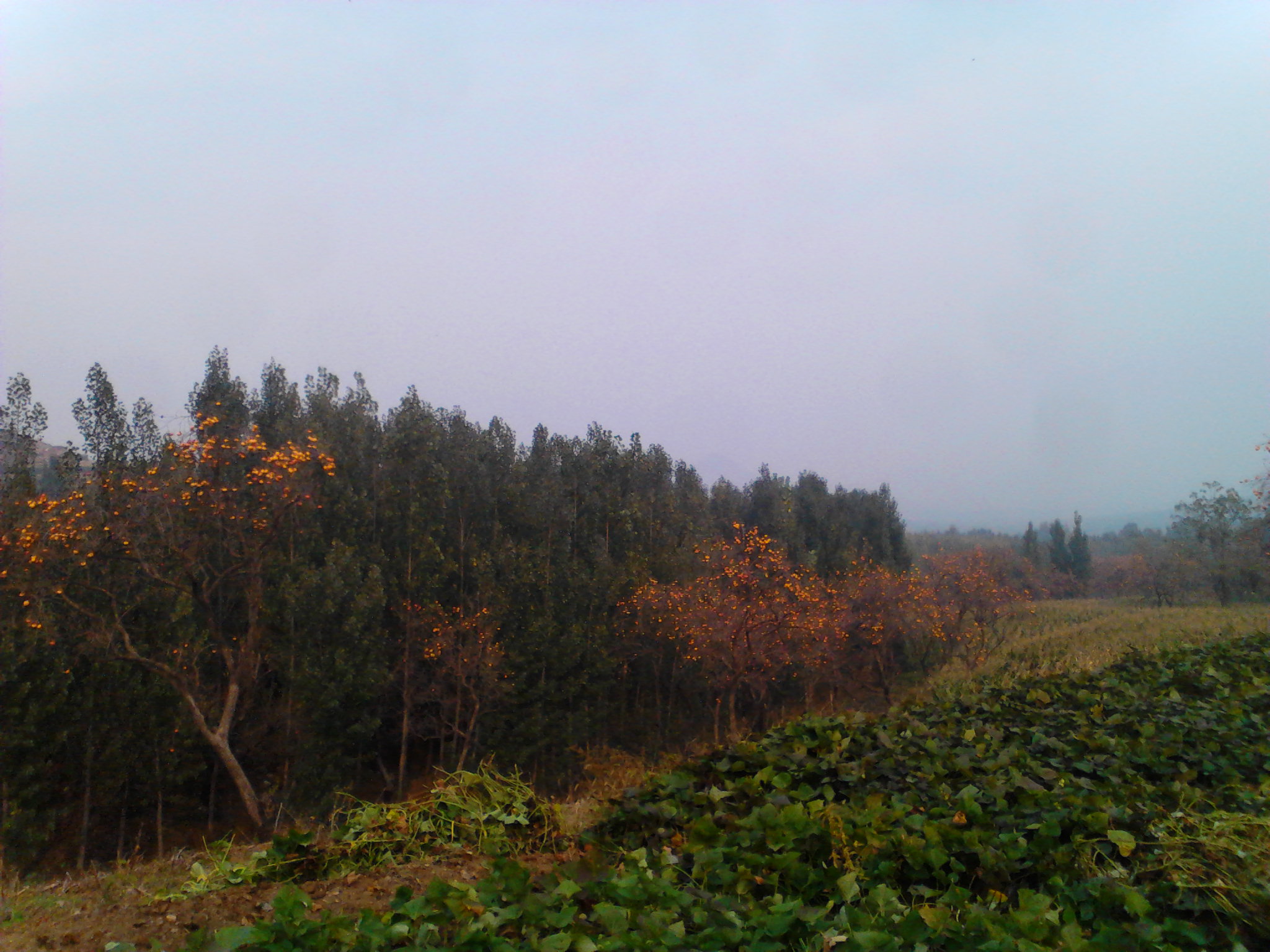 大輝泉村